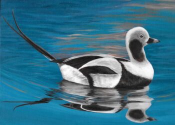 2024 Connecticut Migratory Bird Conservation Stamp Art Competition Welcomes Entries through March 15, 2024